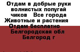 Отдам в добрые руки волнистых попугай.чиков - Все города Животные и растения » Отдам бесплатно   . Белгородская обл.,Белгород г.